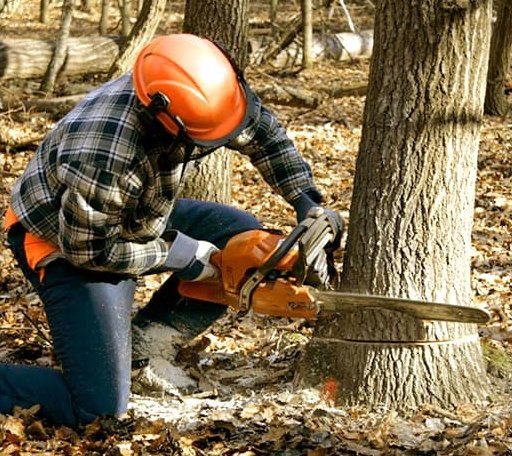 Tree Removal in Jackman, ME